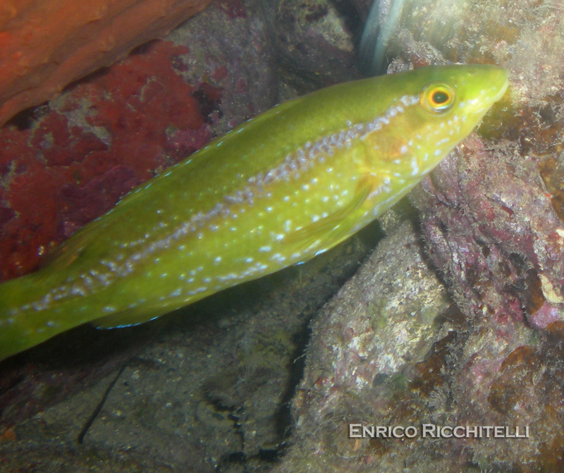 Labrus viridis (Tordo marvizzo)